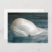 かわいいベルーガホエールスティック顔アウトオブプール ポストカード (正面/裏面)