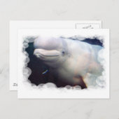 かわいいベルーガホエールハガキ ポストカード (正面/裏面)