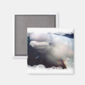 かわいいベルーガ捕鯨磁石 マグネット (正面/裏面)