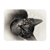 かわいいベンガルの子猫 マグネット (横)