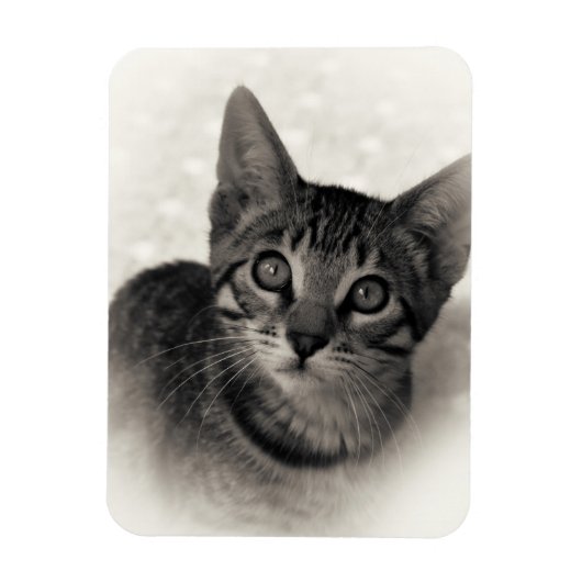 かわいいベンガルの子猫 マグネット (縦)