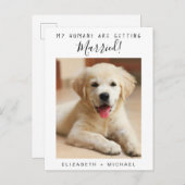 かわいいペットの写真婚約 案内ポストカード (正面/裏面)