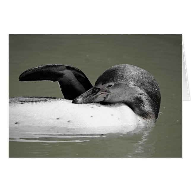 かわいいペンギンのスイミングカ空白のード (正面横)