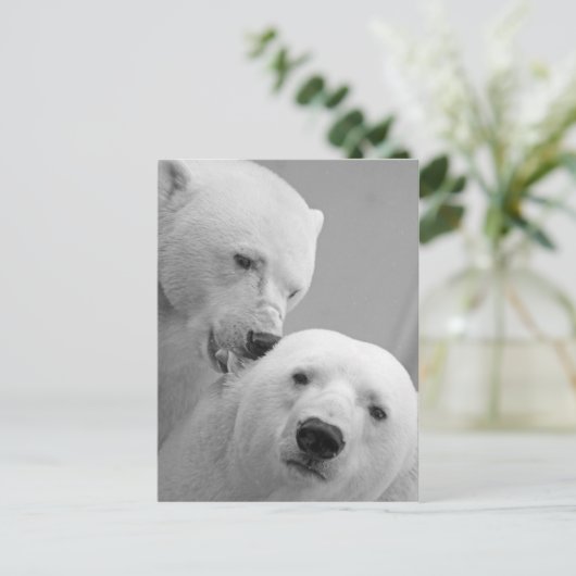 かわいいホッキョクグマ夫婦 ポストカード (スタンド正面)