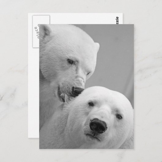 かわいいホッキョクグマ夫婦 ポストカード (正面/裏面)