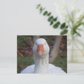 かわいいホワイトグース閉じるDIYポストカード ポストカード (スタンド正面)