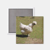 かわいいホワイトシルキーバンタムチキンウォーク マグネット (正面/裏面)