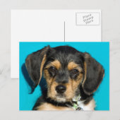 かわいいボルキーパピー ポストカード (正面/裏面)