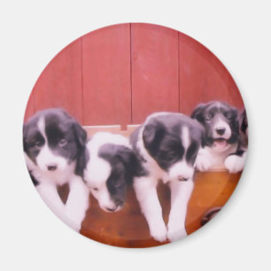 かわいいボーダーコリーの子犬の磁石 マグネット