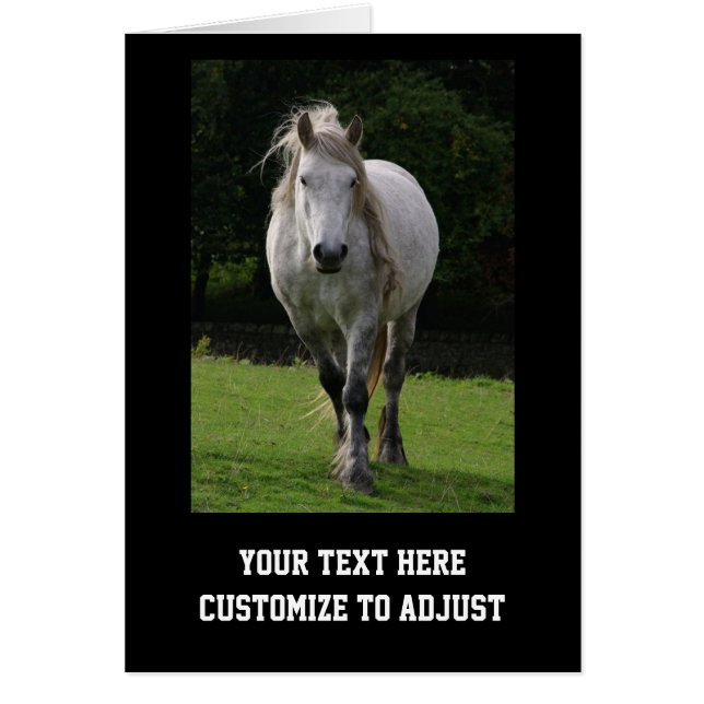 かわいいポニー写真 (正面)