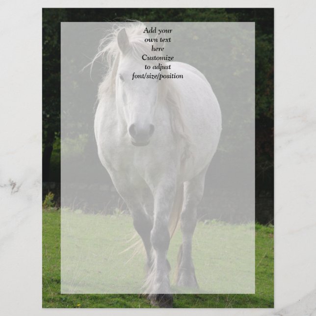 かわいいポニー写真 (正面)