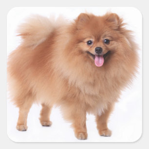 かわいいポメラニア犬のお母さん子犬好きのPOM POM スクエアシール