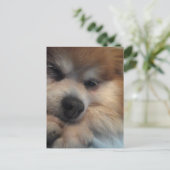 かわいいポメラニア犬はがき ポストカード (スタンド正面)