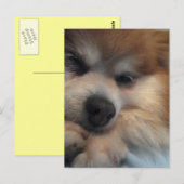 かわいいポメラニア犬はがき ポストカード (正面/裏面)