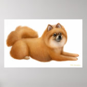 かわいいポメラニア犬パピープリント ポスター (正面)