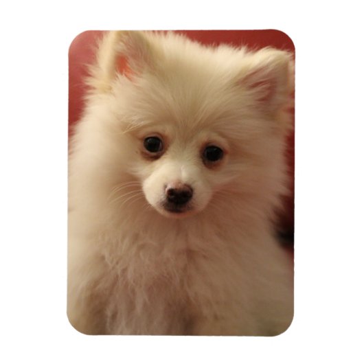 かわいいポメラニア犬犬 マグネット (縦)