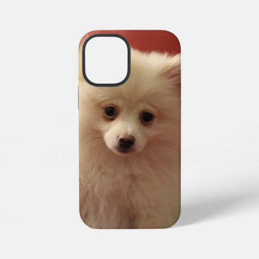 かわいいポメラニア犬犬 iPhoneケース (裏面)