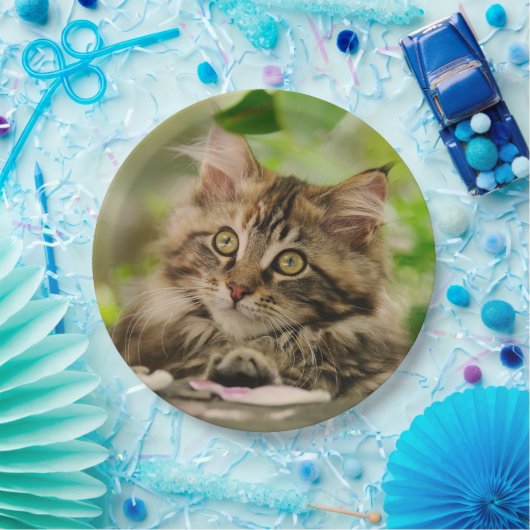 かわいいポートレートのメインのあらいぐま猫の子ネコ、幸せなパーティー ペーパープレート (パーティー)