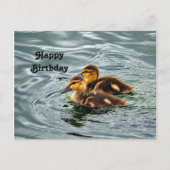 かわいいマガモの子 Photo 誕生日 ポストカード (正面)