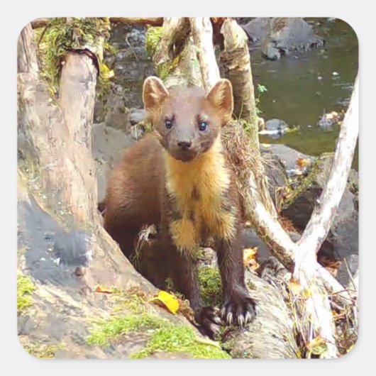 かわいいマタギが倒れた木に乗って 森の野生生物 スクエアシール (正面)