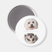 かわいいマルタ犬の食器洗浄機用マグネット　清潔/汚れ マグネット (正面/裏面)