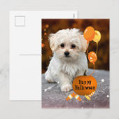 かわいいマルチーズの子犬のハロウィン シーズンポストカード (正面/裏面)