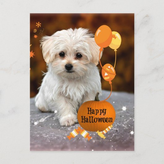 かわいいマルチーズの子犬のハロウィン シーズンポストカード (正面)
