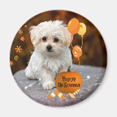 かわいいマルチーズの子犬のハロウィン マグネット (正面)