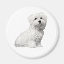 かわいいマルチーズの犬 座っている子犬