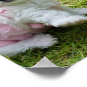 かわいいマルチーズプードルポスター ポスター (角)