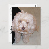 かわいいマルチーズ犬はがき ポストカード (正面/裏面)