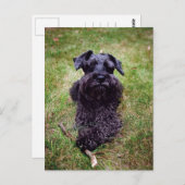 かわいいミニチュアシュナウザーはがき ポストカード (正面/裏面)