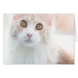 かわいいメインのあらいぐまの子ネコ