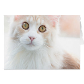 かわいいメインのあらいぐまの子ネコ