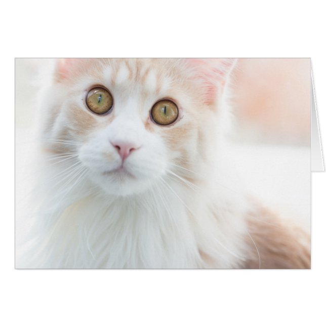 かわいいメインのあらいぐまの子ネコ (正面横)