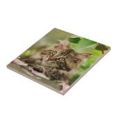 かわいいメインのあらいぐまの子ネコ タイル (側面)