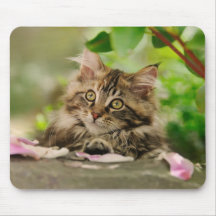 かわいいメインのあらいぐまの子ネコ