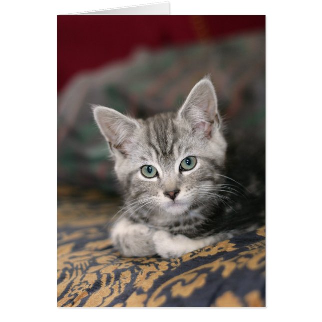 かわいいメインのあらいぐまの銀の虎猫の子ネコ、猫 (正面)