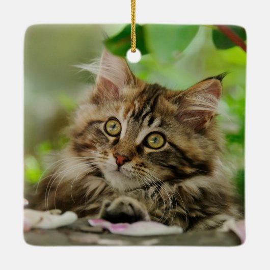 かわいいメインのあらいぐま猫の子ネコのポートレート-磁器 セラミックオーナメント (裏面)