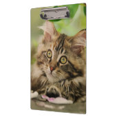 かわいいメインのあらいぐま猫の子ネコの写真のポートレート- クリップボード (左)