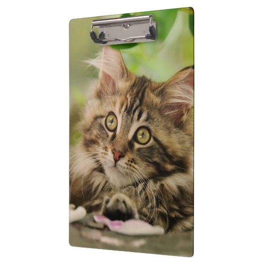 かわいいメインのあらいぐま猫の子ネコの写真のポートレート- クリップボード (左)