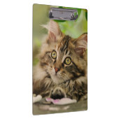 かわいいメインのあらいぐま猫の子ネコの写真のポートレート- クリップボード (右)