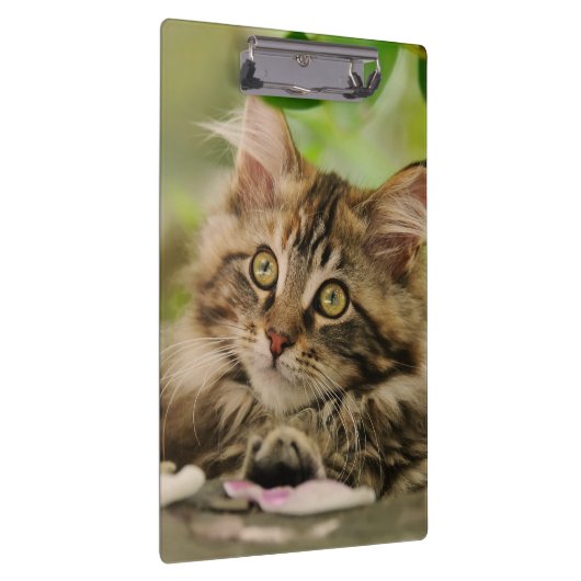 かわいいメインのあらいぐま猫の子ネコの写真のポートレート- クリップボード (右)