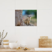 かわいいメルカートが木の上に座った ポスター (キッチン)