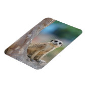 かわいいメルカートが木の上に座った マグネット (左側)