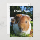 かわいいモルモットありがとう ポストカード (正面/裏面)