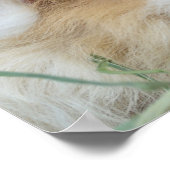 かわいいモルモット二枚のポスター ポスター (角)