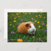 かわいいモルモット花の草の自然カイアハガキ ポストカード (正面/裏面)