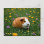 かわいいモルモット花の草の自然カイアハガキ ポストカード (正面)