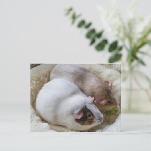 かわいいモルモット表示はがき ポストカード (スタンド正面)